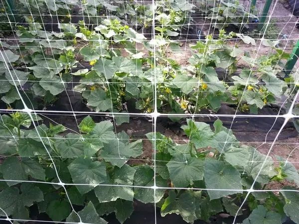 Сітка пластикова 15*18 1,7&times;10 метрів посилена (біла) огіркова сітка АОБ0002 фото