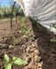 Парник 12 м 60г/м2,из агроволокна Shadow теплица домашняя для дачи ПАВ00020 фото 7